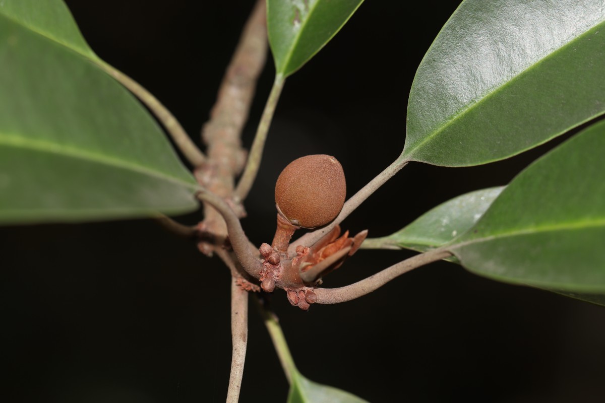 Palaquium gutta (Hook.) Baill.